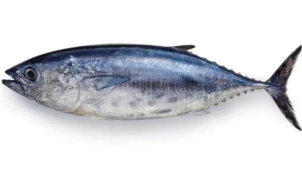 西班牙蓝鳍